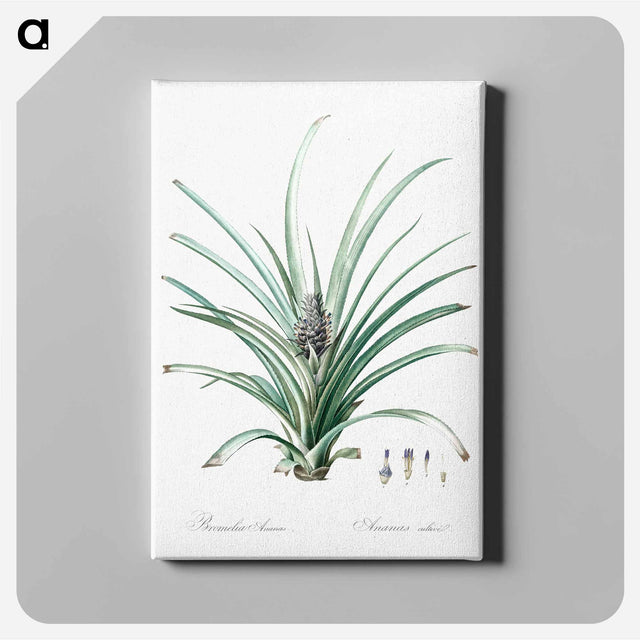 アートパネル-Pineapple illustration - ピエール ジョゼフ ルドゥーテ Canvas.