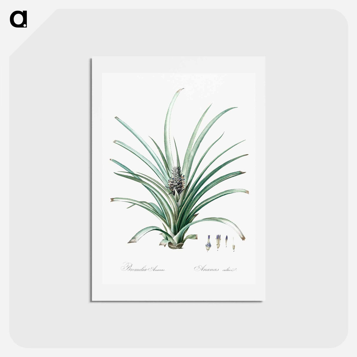 アートポストカード-Pineapple illustration - ピエール ジョゼフ ルドゥーテ Postcard.