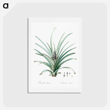 アートポストカード-Pineapple illustration - ピエール ジョゼフ ルドゥーテ Postcard.