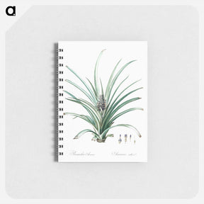 アートメモ帳-Pineapple illustration - ピエール ジョゼフ ルドゥーテ Memo.