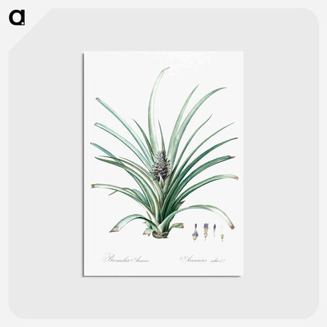 アートポストカード-Pineapple illustration - ピエール ジョゼフ ルドゥーテ Postcard.