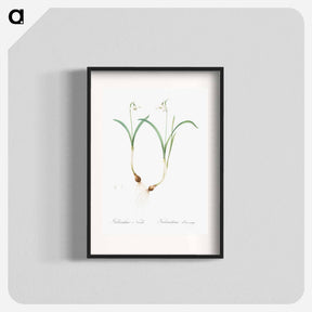 アートポスター-Snowdrop - ピエール ジョゼフ ルドゥーテ Poster.