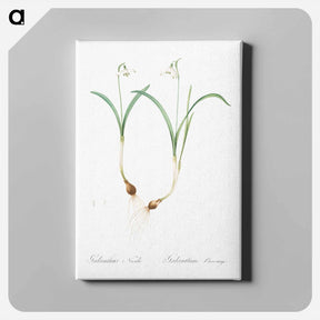 アートパネル-Snowdrop - ピエール ジョゼフ ルドゥーテ Canvas.