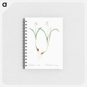 アートメモ帳-Snowdrop - ピエール ジョゼフ ルドゥーテ Memo.