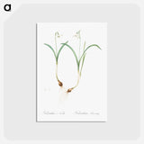 アートポストカード-Snowdrop - ピエール ジョゼフ ルドゥーテ Postcard.