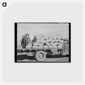 アートポストカード-Sacked Potatoes
 - ラッセル リー Postcard.