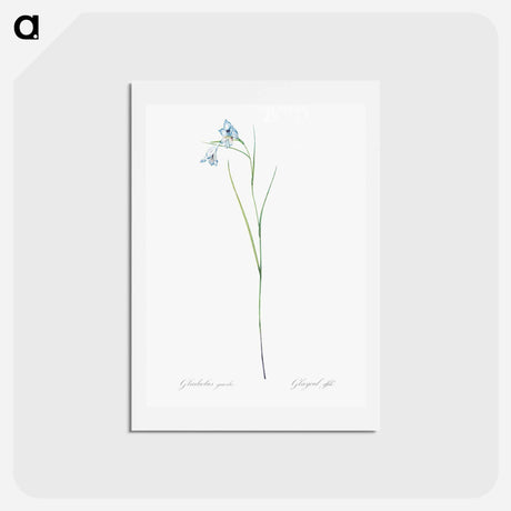 アートポストカード-Blue pipe illustration - ピエール ジョゼフ ルドゥーテ Postcard.