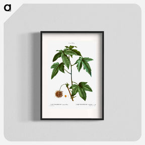 アートポスター-Sweetgum - ピエール ジョゼフ ルドゥーテ Poster.