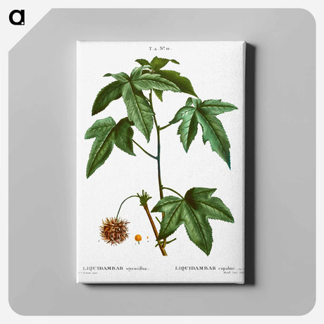 アートパネル-Sweetgum - ピエール ジョゼフ ルドゥーテ Canvas.