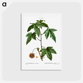 アートポストカード-Sweetgum - ピエール ジョゼフ ルドゥーテ Postcard.