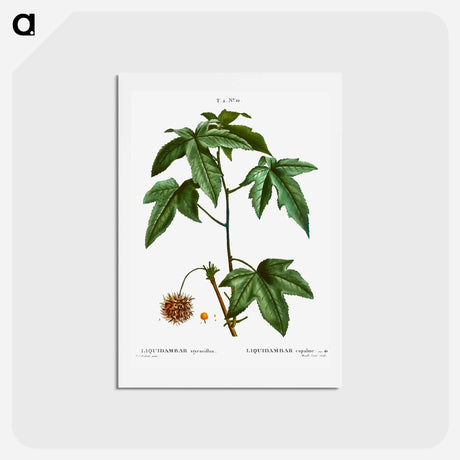 アートポストカード-Sweetgum - ピエール ジョゼフ ルドゥーテ Postcard.