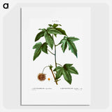 Sweetgum - Pierre Joseph Redouté Poster.