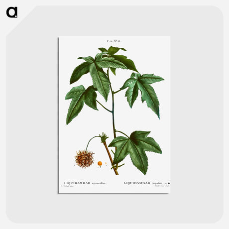 アートポストカード-Sweetgum - ピエール ジョゼフ ルドゥーテ Postcard.