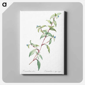 アートパネル-Birdbill dayflower illustration - ピエール ジョゼフ ルドゥーテ Canvas.