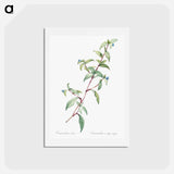 アートポストカード-Birdbill dayflower illustration - ピエール ジョゼフ ルドゥーテ Postcard.