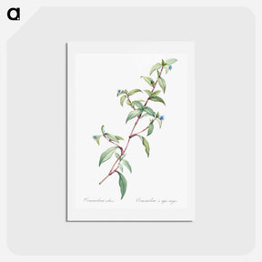 アートポストカード-Birdbill dayflower illustration - ピエール ジョゼフ ルドゥーテ Postcard.