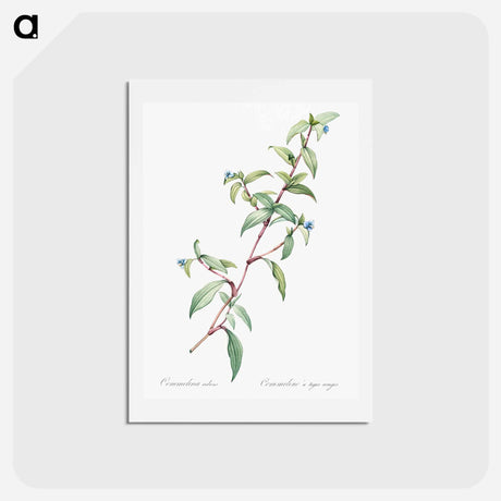 アートポストカード-Birdbill dayflower illustration - ピエール ジョゼフ ルドゥーテ Postcard.