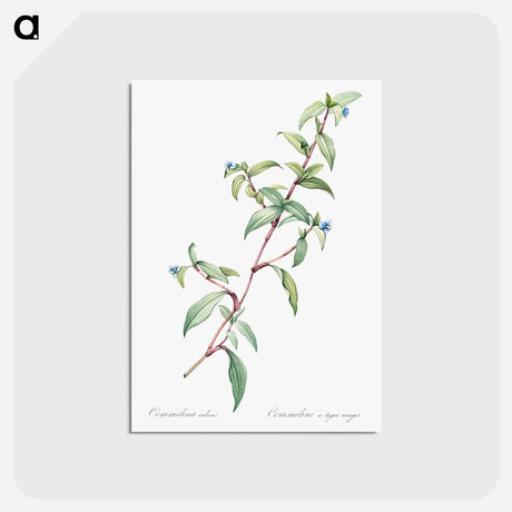 アートポストカード-Birdbill dayflower illustration - ピエール ジョゼフ ルドゥーテ Postcard.