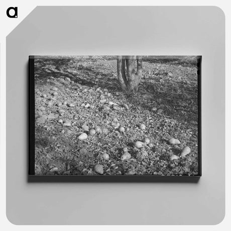 アートパネル-Spanish-American Farmhouse
 - ラッセル リー Canvas.