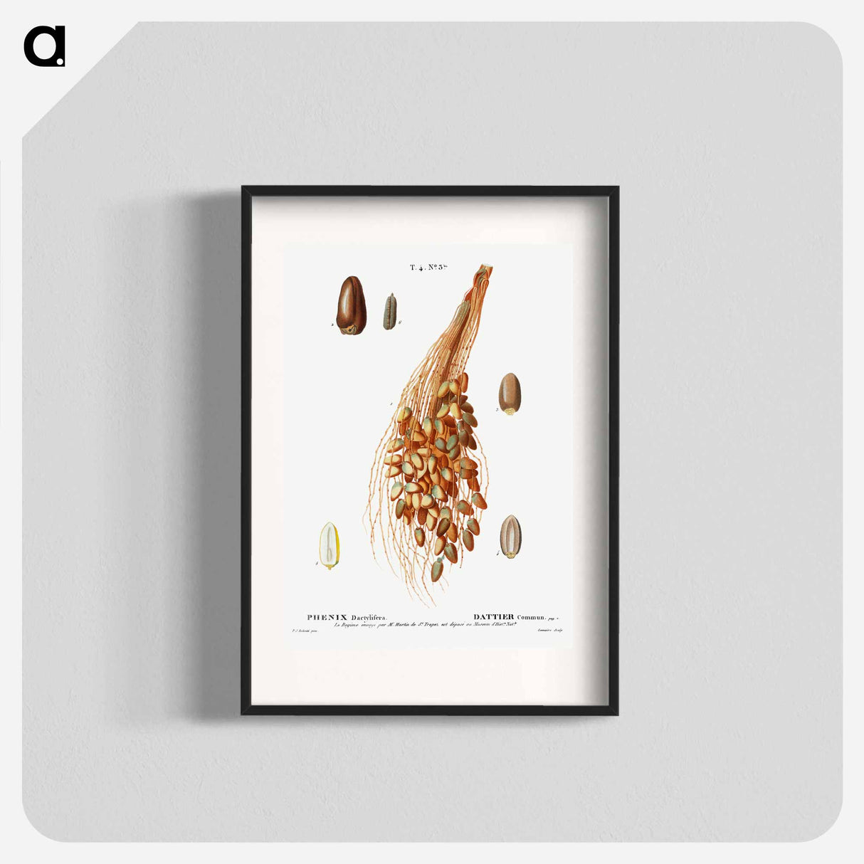 Date palm - Pierre Joseph Redouté Poster.