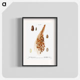 Date palm - Pierre Joseph Redouté Poster.
