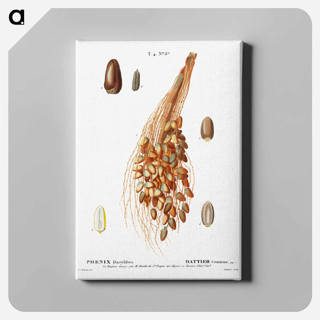 アートパネル-Date palm - ピエール ジョゼフ ルドゥーテ Canvas.