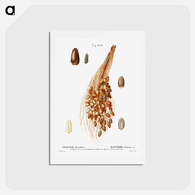 アートポストカード-Date palm - ピエール ジョゼフ ルドゥーテ Postcard.