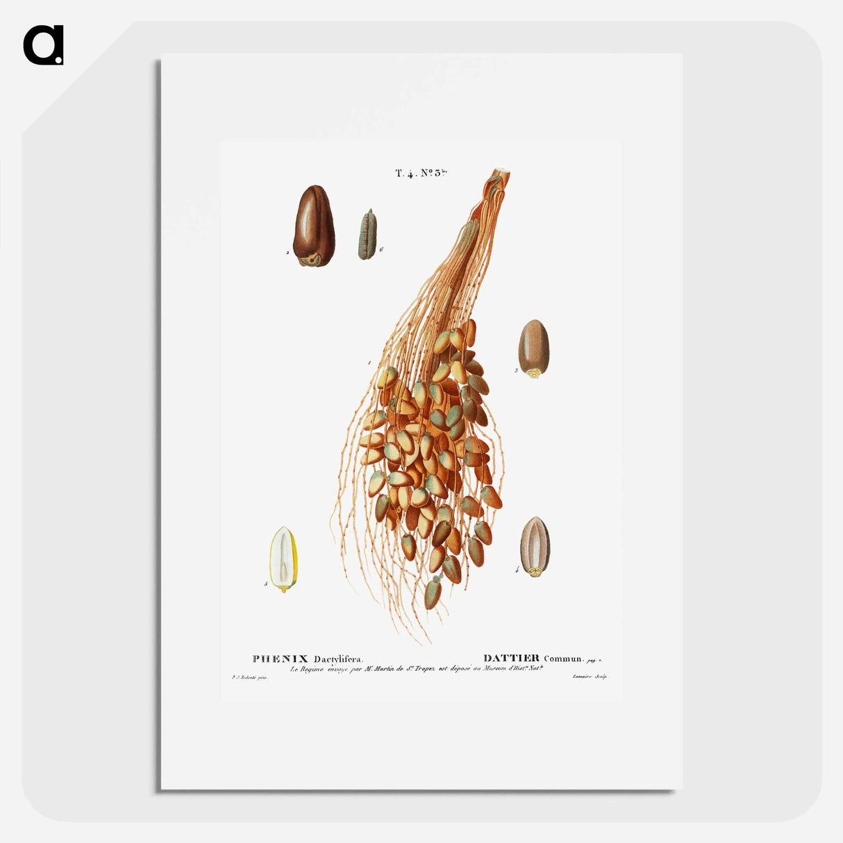 Date palm - Pierre Joseph Redouté Poster.