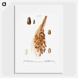 Date palm - Pierre Joseph Redouté Poster.