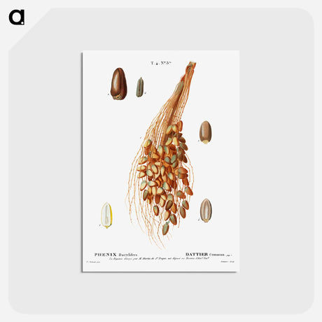 アートポストカード-Date palm - ピエール ジョゼフ ルドゥーテ Postcard.