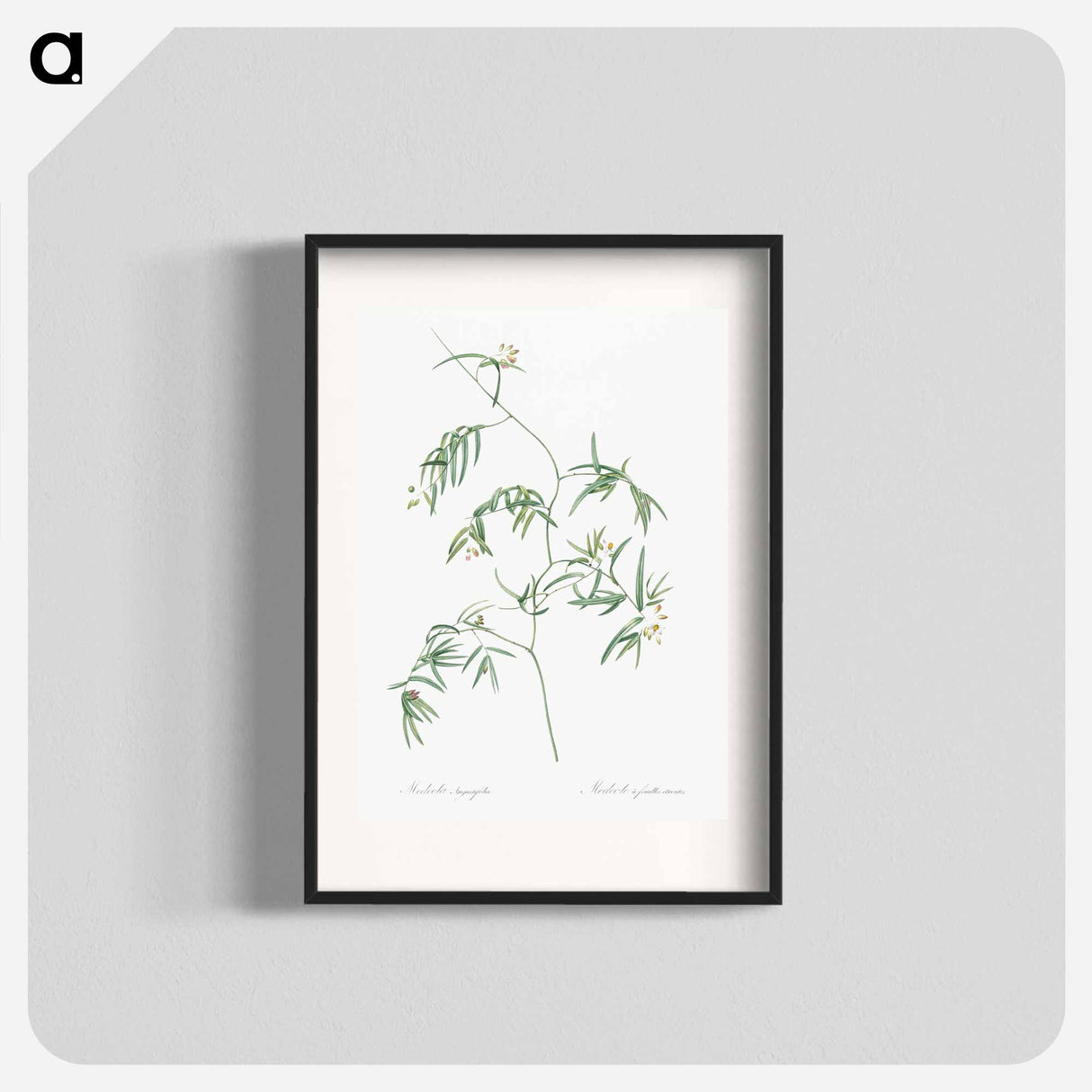 Bridal creeper illustration - Pierre Joseph Redouté Poster.