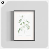 Bridal creeper illustration - Pierre Joseph Redouté Poster.