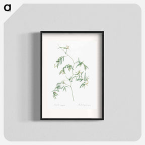 アートポスター-Bridal creeper illustration - ピエール ジョゼフ ルドゥーテ Poster.