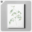 アートパネル-Bridal creeper illustration - ピエール ジョゼフ ルドゥーテ Canvas.