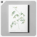 アートパネル-Bridal creeper illustration - ピエール ジョゼフ ルドゥーテ Canvas.