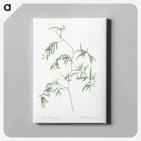 アートパネル-Bridal creeper illustration - ピエール ジョゼフ ルドゥーテ Canvas.