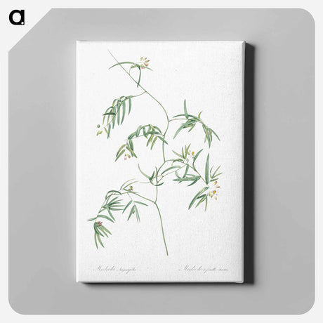 アートパネル-Bridal creeper illustration - ピエール ジョゼフ ルドゥーテ Canvas.
