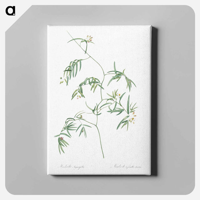 アートパネル-Bridal creeper illustration - ピエール ジョゼフ ルドゥーテ Canvas.