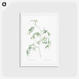 アートポストカード-Bridal creeper illustration - ピエール ジョゼフ ルドゥーテ Postcard.