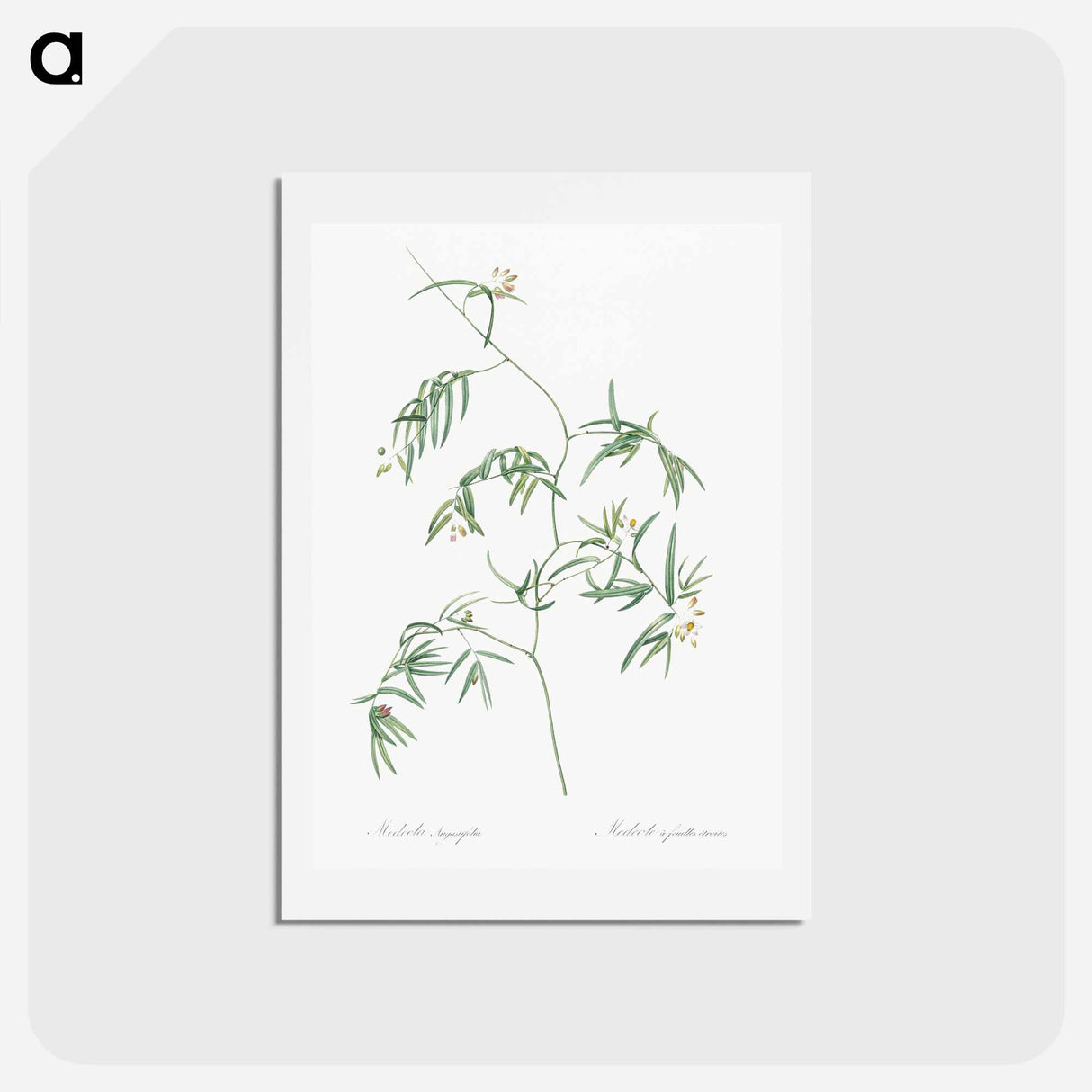 アートポストカード-Bridal creeper illustration - ピエール ジョゼフ ルドゥーテ Postcard.
