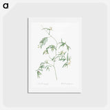 アートポストカード-Bridal creeper illustration - ピエール ジョゼフ ルドゥーテ Postcard.