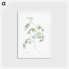 アートポストカード-Bridal creeper illustration - ピエール ジョゼフ ルドゥーテ Postcard.