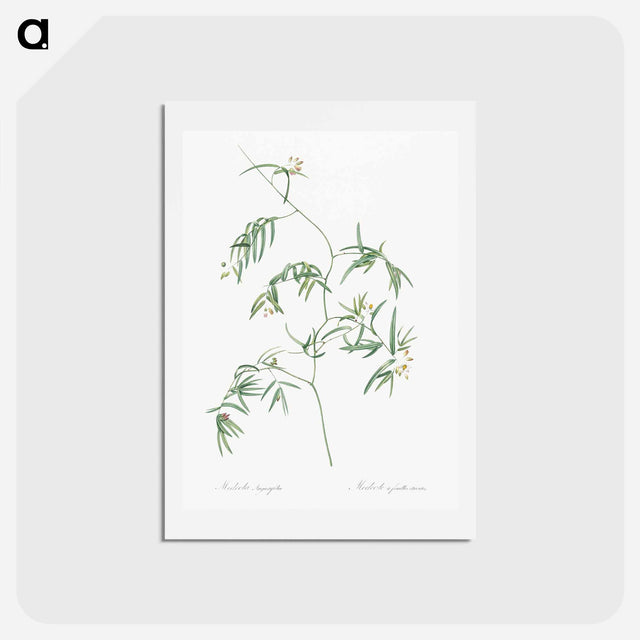 アートポストカード-Bridal creeper illustration - ピエール ジョゼフ ルドゥーテ Postcard.