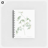 Bridal creeper illustration - ピエール ジョゼフ ルドゥーテ Memo.