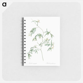 アートメモ帳-Bridal creeper illustration - ピエール ジョゼフ ルドゥーテ Memo.