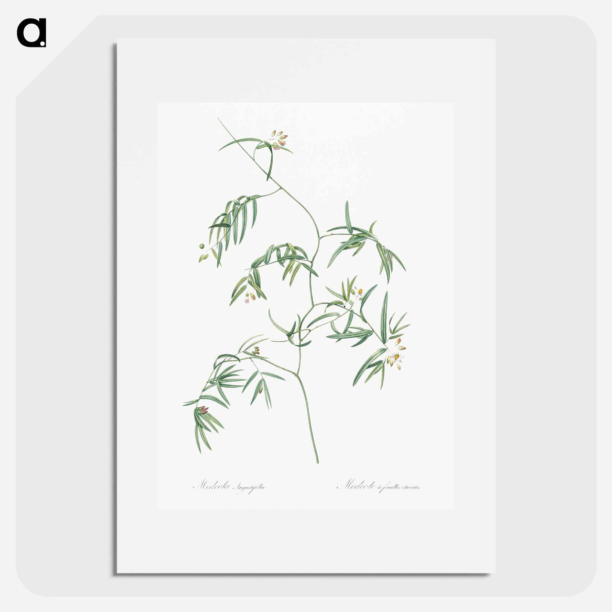 Bridal creeper illustration - Pierre Joseph Redouté Poster.
