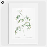 Bridal creeper illustration - Pierre Joseph Redouté Poster.