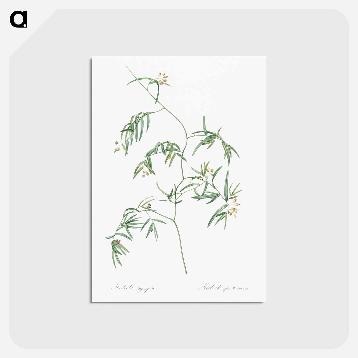 アートポストカード-Bridal creeper illustration - ピエール ジョゼフ ルドゥーテ Postcard.