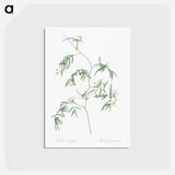 アートポストカード-Bridal creeper illustration - ピエール ジョゼフ ルドゥーテ Postcard.