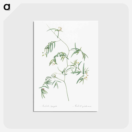 アートポストカード-Bridal creeper illustration - ピエール ジョゼフ ルドゥーテ Postcard.